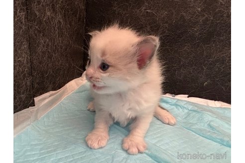 販売中の千葉県のラグドール-120518の2枚目